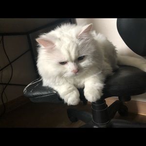 Meet your Posher, Jinsu